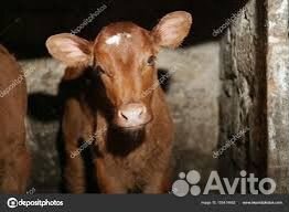 Теленок (бык)