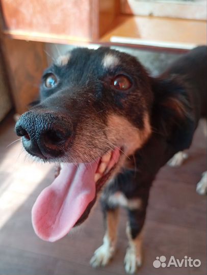 Барби в поисках дома