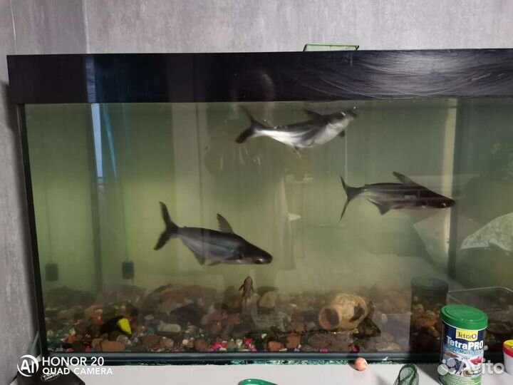 Аквариумные рыбки