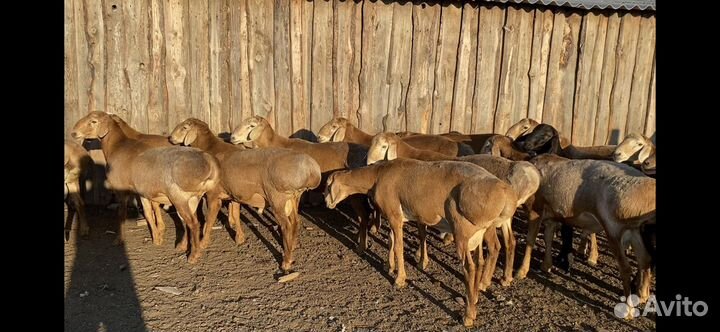 Продаются Бараны и матки