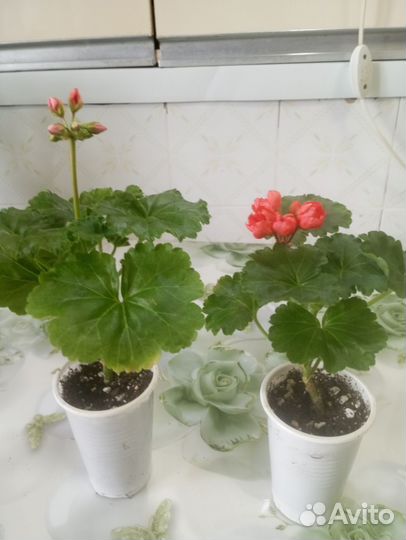 Пеларгония Рэд Пандора сортовая тюльпановидная