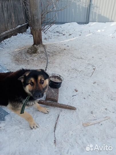 Собака в добрые руки отдам бесплатно