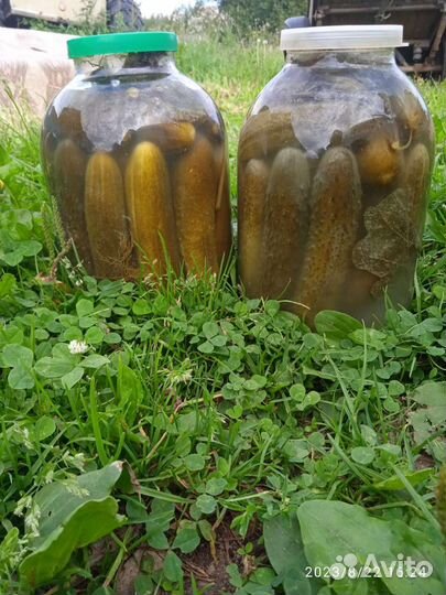 Огурцы соленые бочковые