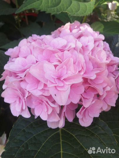 Флорентина