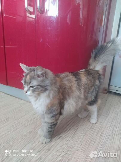 Лисонька в добрейшие ручки