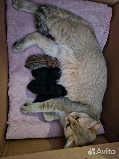 Шотландские вислоухие котята