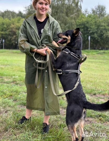 Статный красавец из приюта