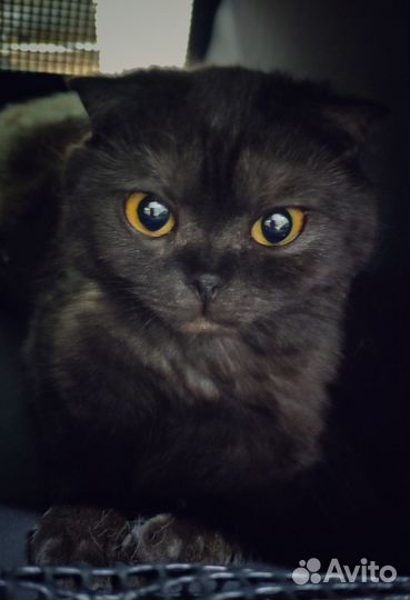 Стрижка для собак и кошек