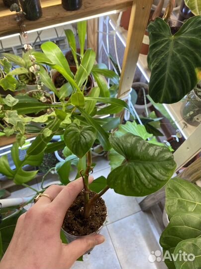 Алоказия принцесса юкатан