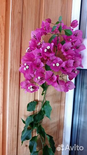 Бугенвиллия черенки