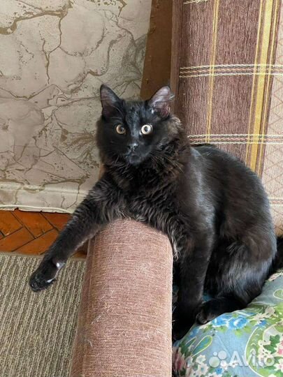 Мейн-кун помесь