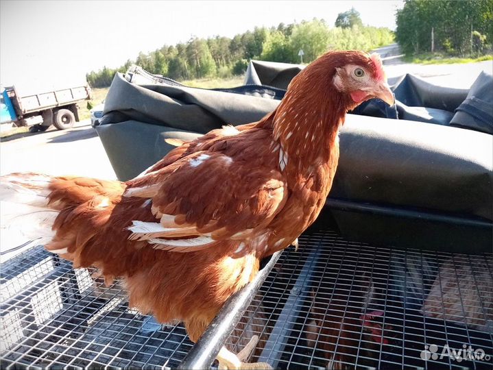 Куры несушки