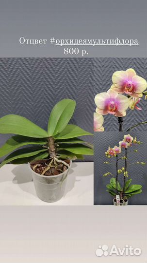 Орхидеи отцветы