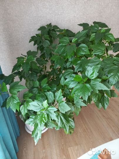 Гибискус китайская роза