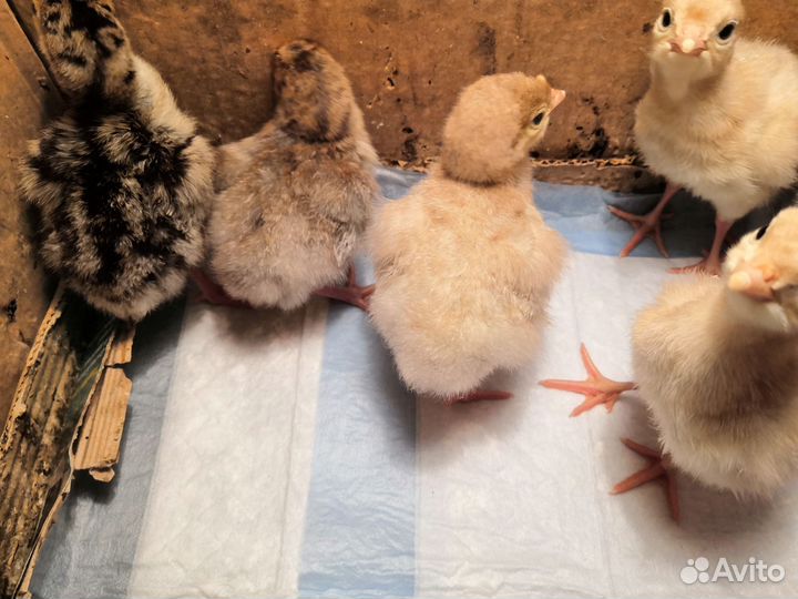 Индюшата широкогрудые домашние