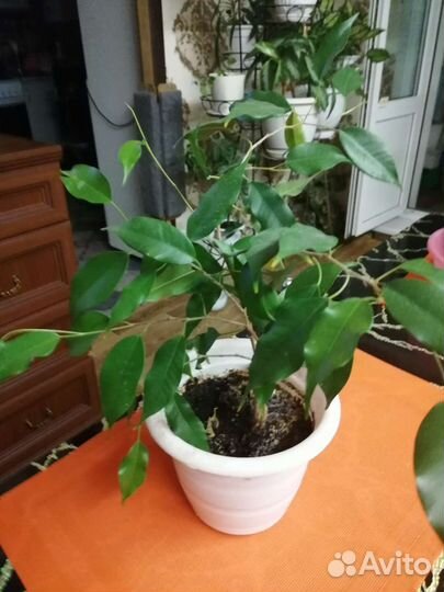 Фикус бенджамина