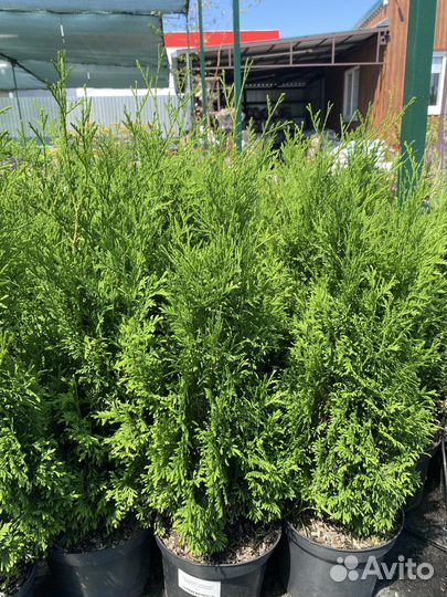 Туя западная 