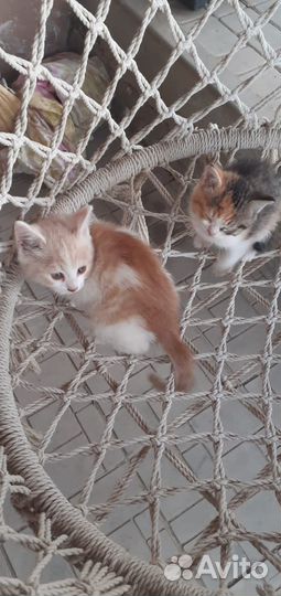 Отдам котята добрые руки