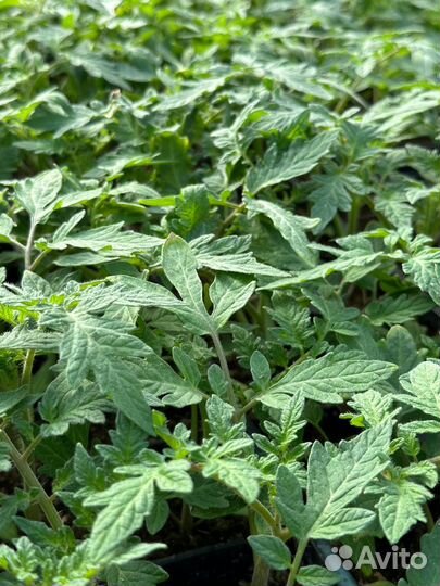 Рассада помидор