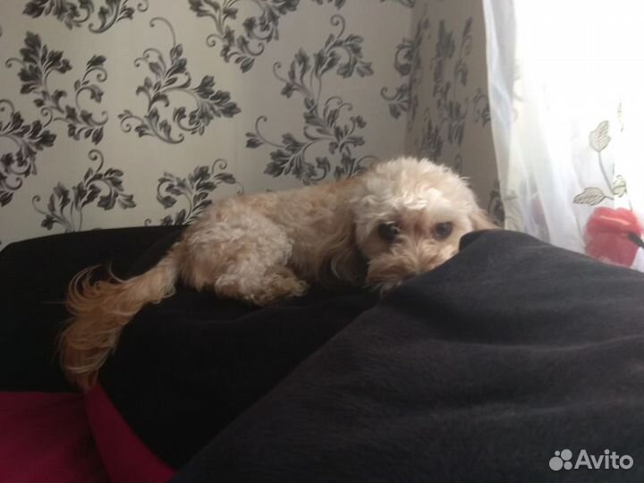 Передержка кошек и собак