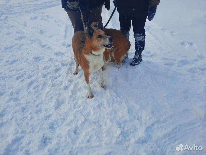 Собака в добрые руки