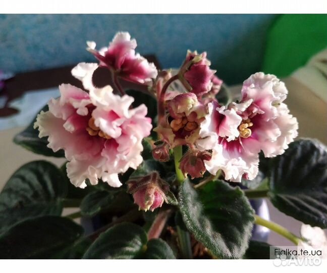 Детки,листья с детками сортовых фиалок