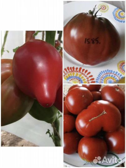 Семена томатов гномы dwarf