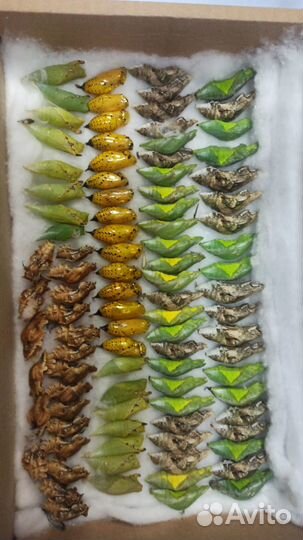 Куколки коконы бабочек Оптом