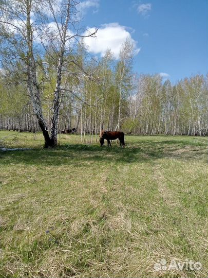 Продам лошадь с жеребёнком