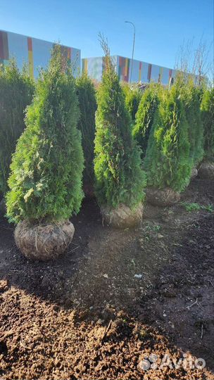 Туя кубанский изумруд
