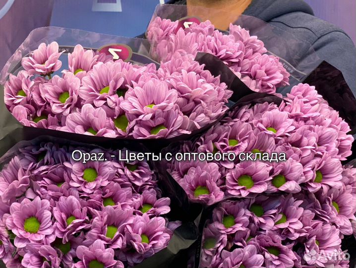 Хризантема