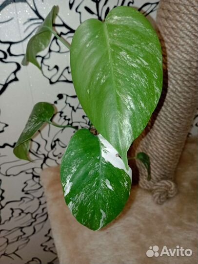 Цветы для уютного дома