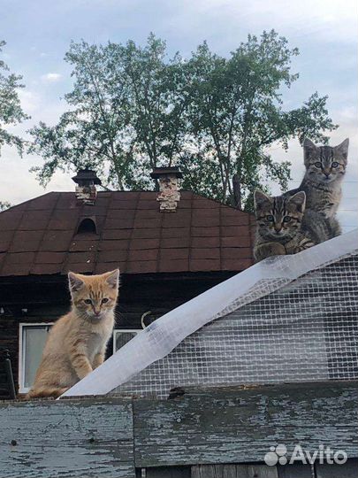 Котята в дар