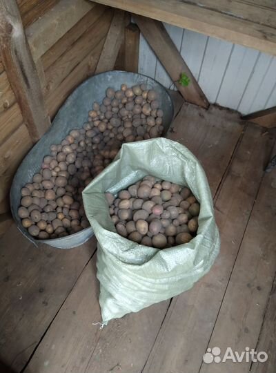 Картофель на корм скоту