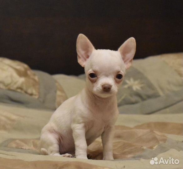 Чихуахуа мини девочка