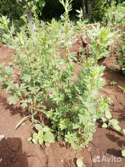 Лапчатка кустарниковая