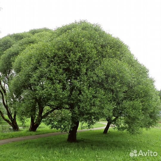 Ива саженцы