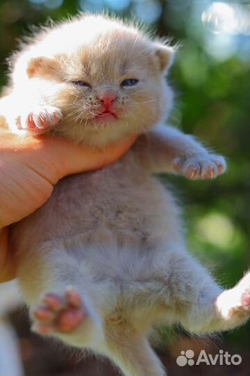 Котик окраса Фавн