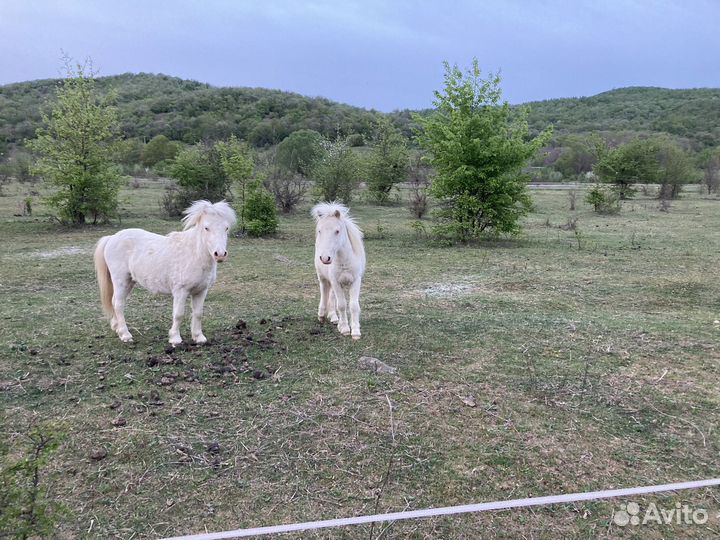 Продам пони