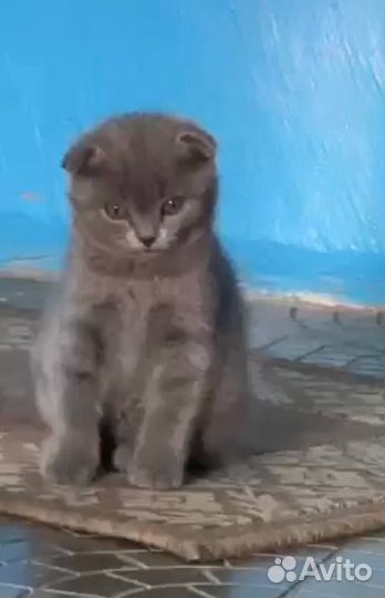 Вислоухая британка