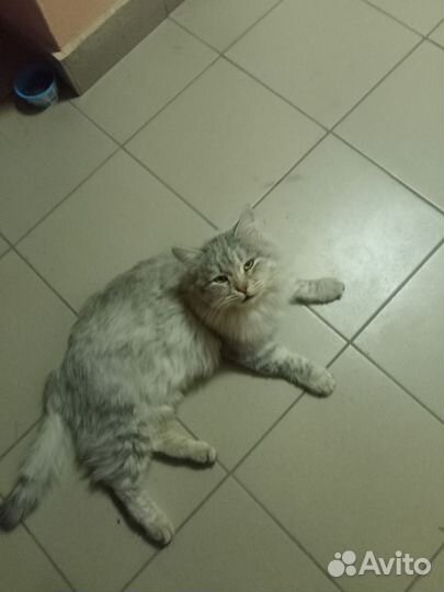 Кошка