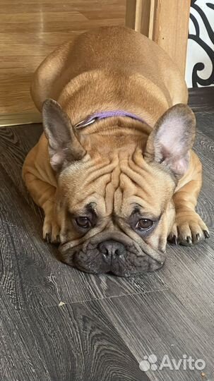 Французский бульдог кабель вязка