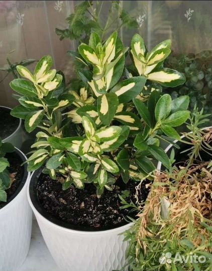 Бересклет Эонимус. Цена без горшка