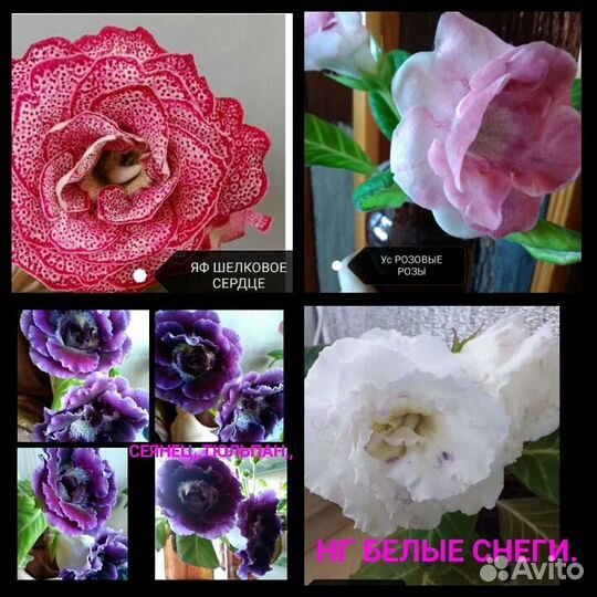 Глоксиния, лист