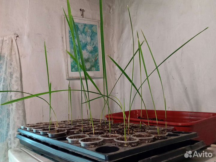 Финиковая пальма