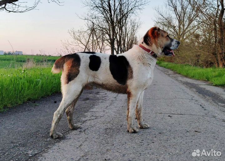 Cреднеазиатская овчарка, алабай, сао. Вязка