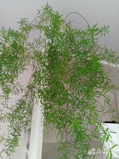 Комнатные растения цветы