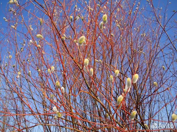 Саженцы Вербы обычная и на Штамбе