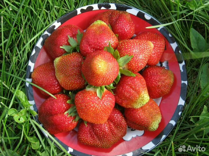 Рассада садовой земляники (клубники)