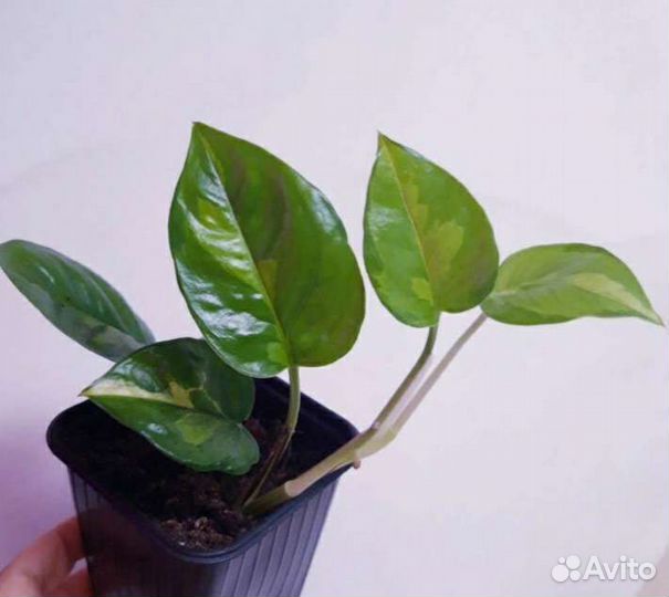 Эпипремнум Глобал грин